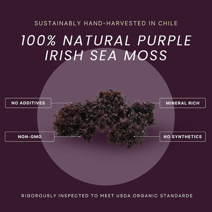 USDA Organic Irish Sea Moss (Purple) - Wildcrafted Chondrus Crispus - Sustainably Harvested from Chile - Makes Approximately 2.8 Litres of Gel - Red's Pure Botanicals
