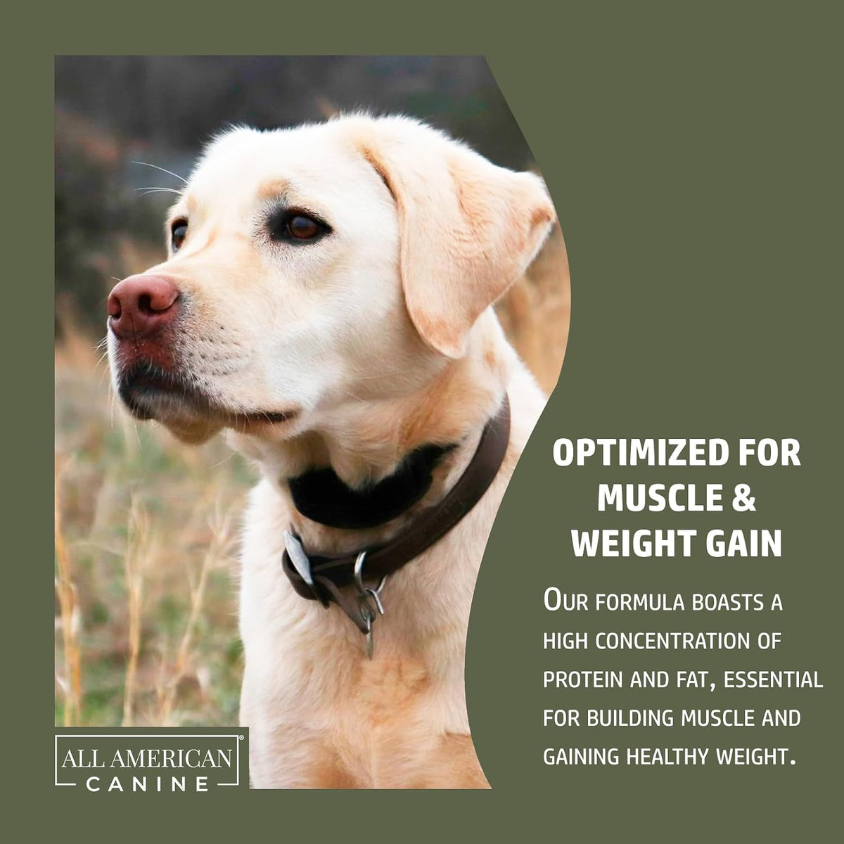 All American Canine Dog Weight Gainer + Digestive Aid Formula, Natural Health Supplement Food Topper, Weight Gain Supplements for Dogs, & Dog Muscle Builder - 60 Servings - görsel 5