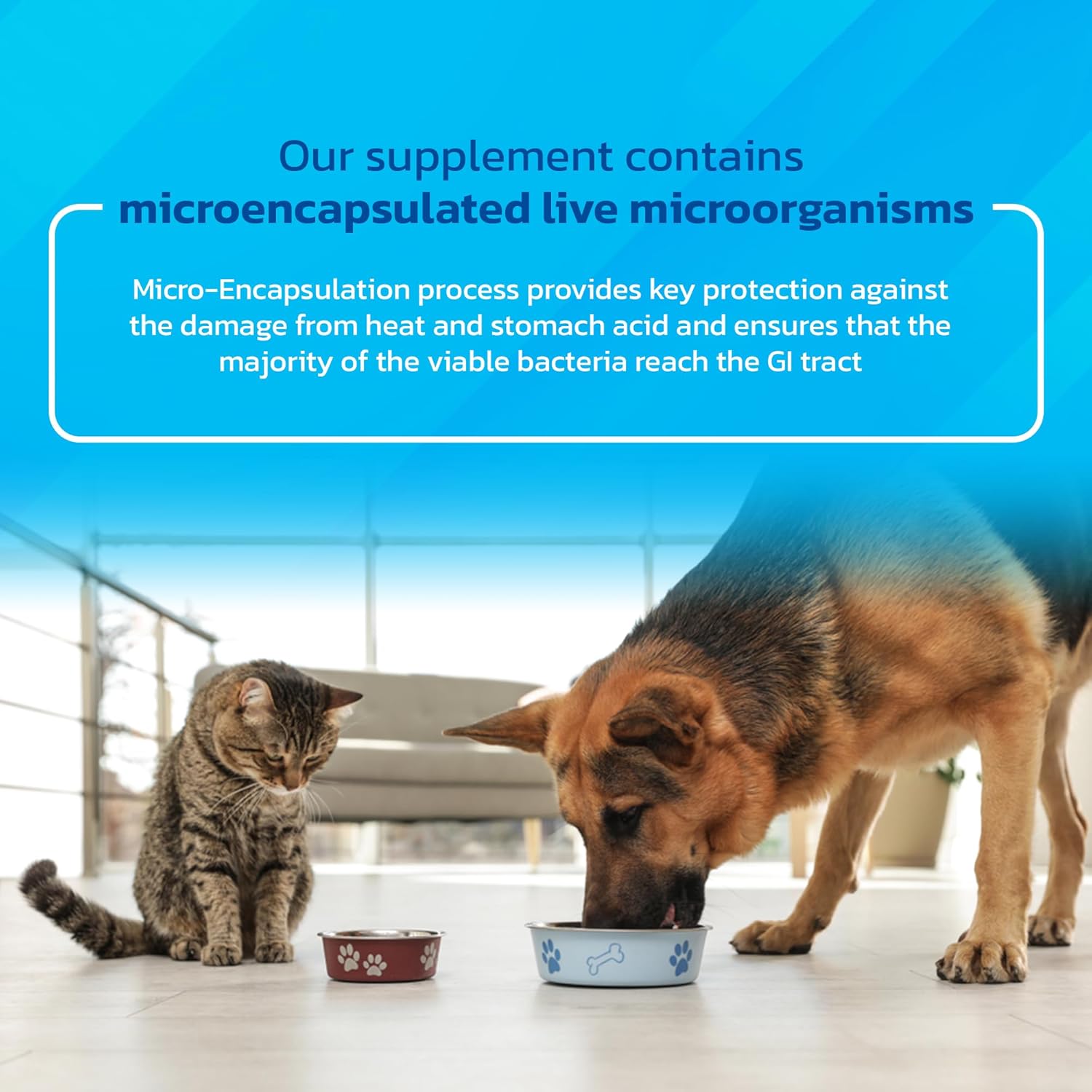 Infinite Health Labs Probiotics for Dogs and Cats - Veterinary Formulated Prebiotic & Enzyme Powder, 400g (1600 Servings) - görsel 5