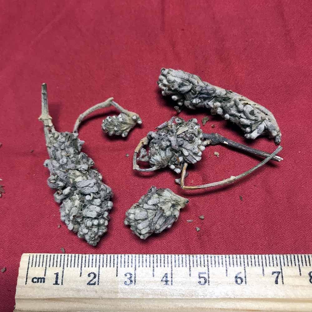 XYP Mimenghua Mi Meng Hua 密蒙花 - Dried Flowers 100g - görsel 1