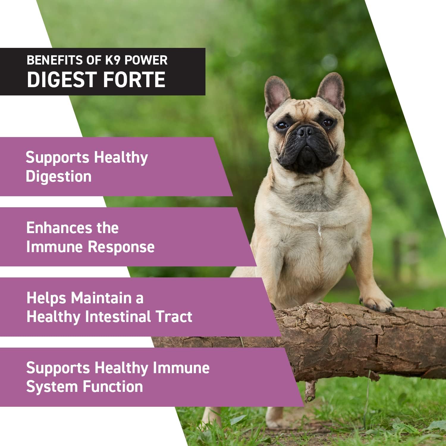 Digest Forte – Advanced Digestive & Immune Support for Dogs – Probiotic, Prebiotic, Postbiotic Blend with Salmon Oil, Ginger, Kelp, Pomegranate, L-Glutamine – Gas, Stool, Eye & Gut Relief - görsel 5
