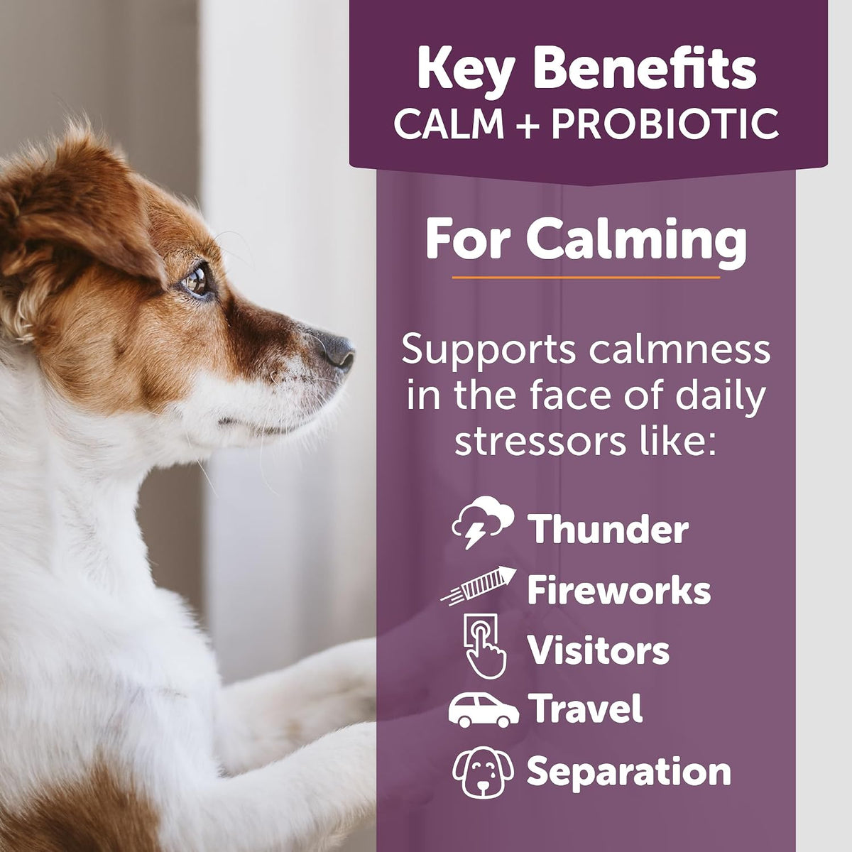 ThunderBites Calm + Probiotics for Dogs Daily Supplement Soft Chews, 90 Chews - görsel 3