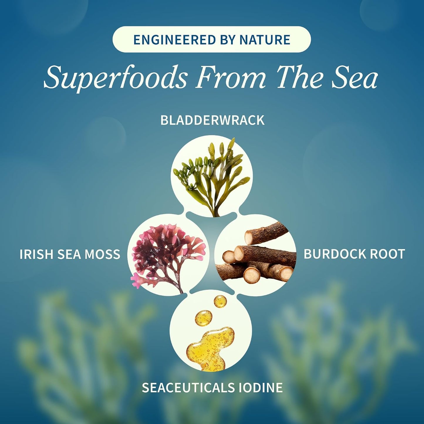 Snap Supplements Irish Sea Moss with Bladderwrack, Burdock Root & Iodine – Natural Sea Moss Supplement for Gut Health, Energy & Healthy-Looking Skin, 60 Vegan Capsules - görsel 3