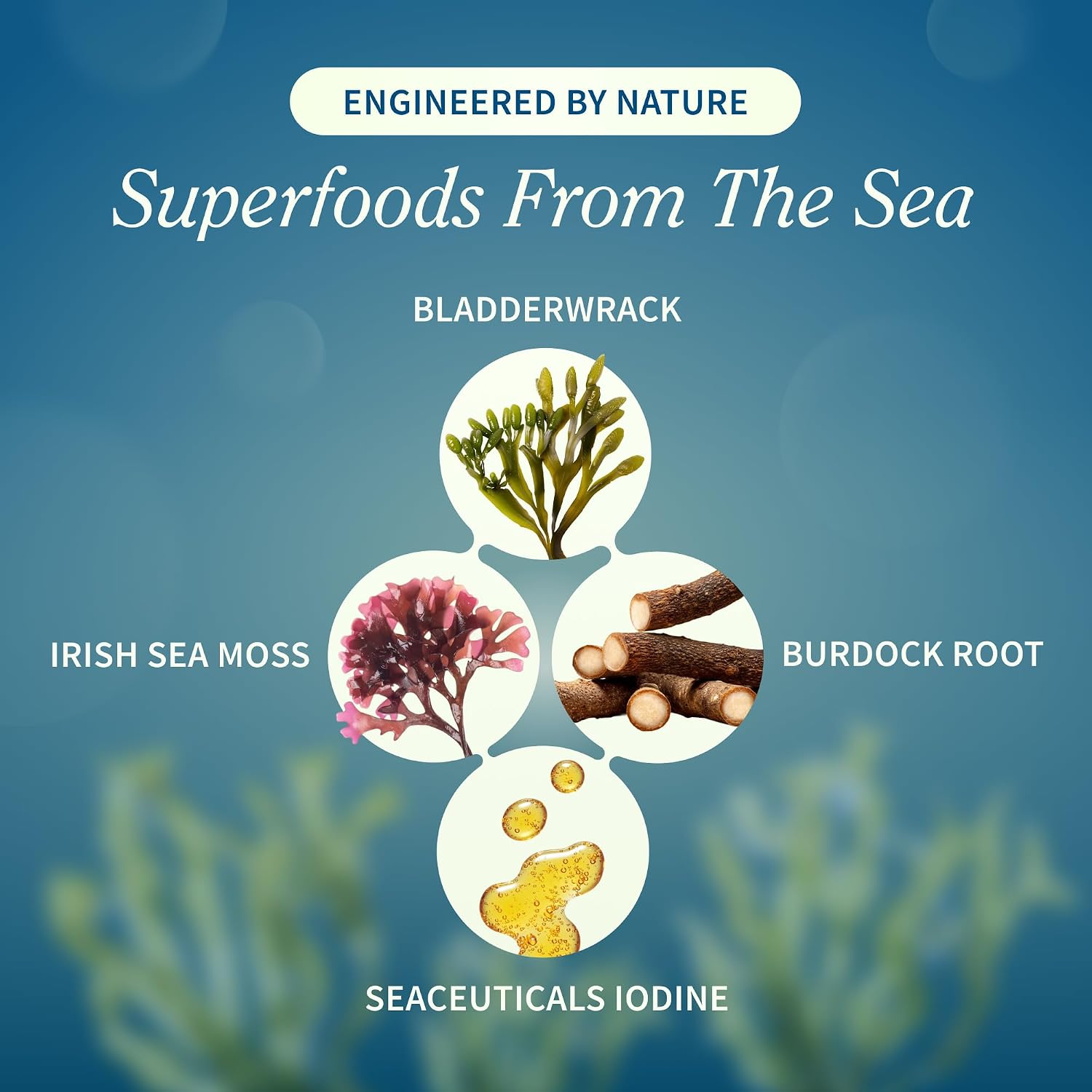 Snap Supplements Irish Sea Moss with Bladderwrack, Burdock Root & Iodine – Natural Sea Moss Supplement for Gut Health, Energy & Healthy-Looking Skin, 60 Vegan Capsules - görsel 3