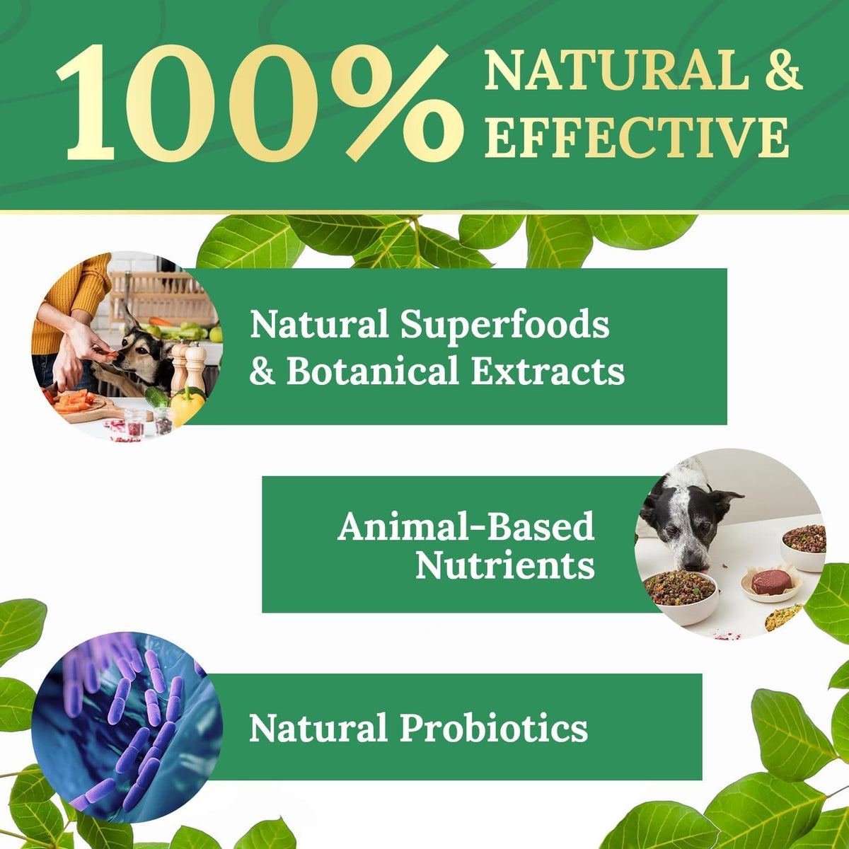 Pawbiotix Liquid Probiotics for Dogs – 30ml, 6 Month Supply | Natural Digestive Support - görsel 6