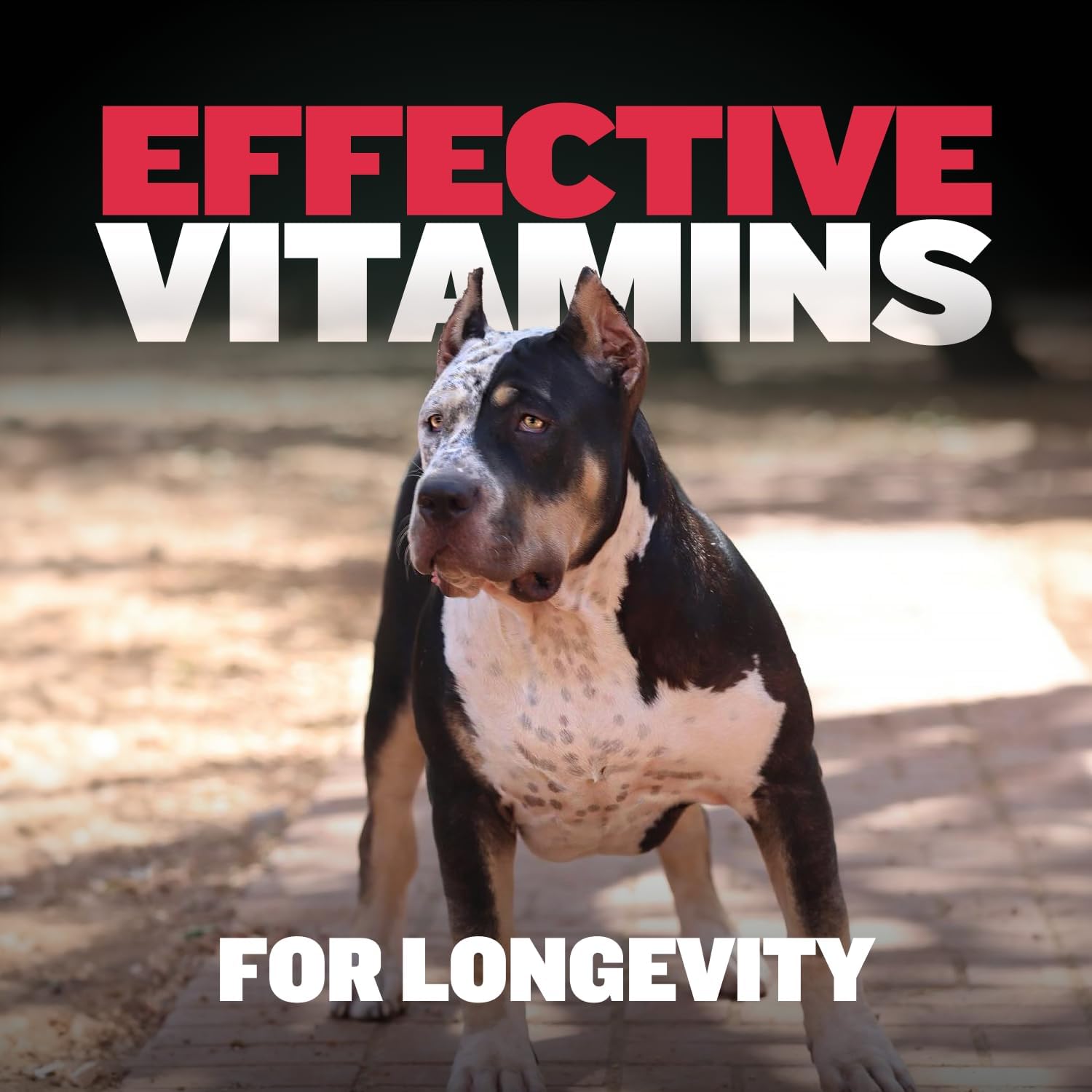 Bully Max 9-in-1 Dog Multivitamin, 75 Soft Chews - görsel 6