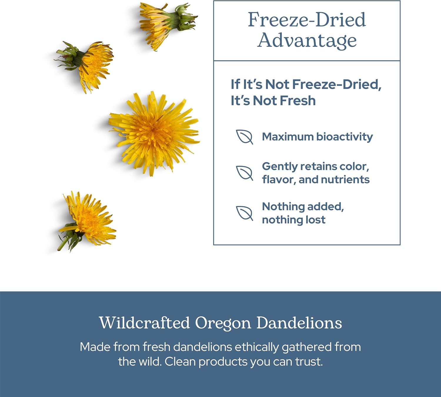 Eclectic Herb Organic Freeze-Dried Dandelion Leaf Capsules - görsel 5