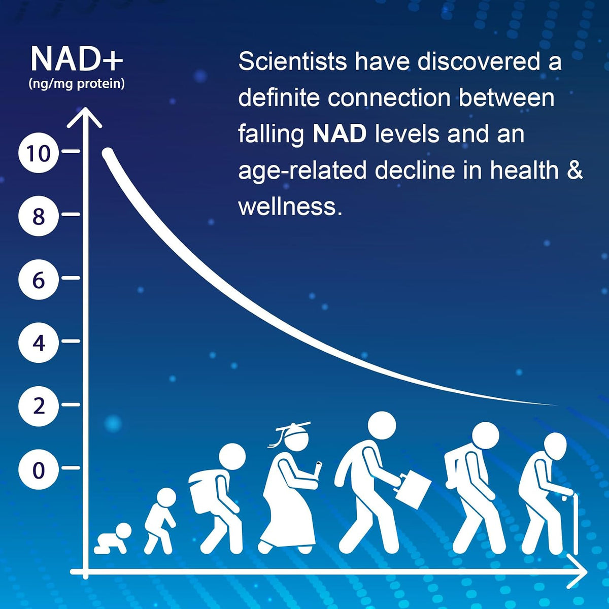 NMNH (Dihydronicotinamide Mononucleotide) - NAD+ Food Supplement to Boost NAD+ Levels, 500 mg per serving, 60 Capsules - görsel 4