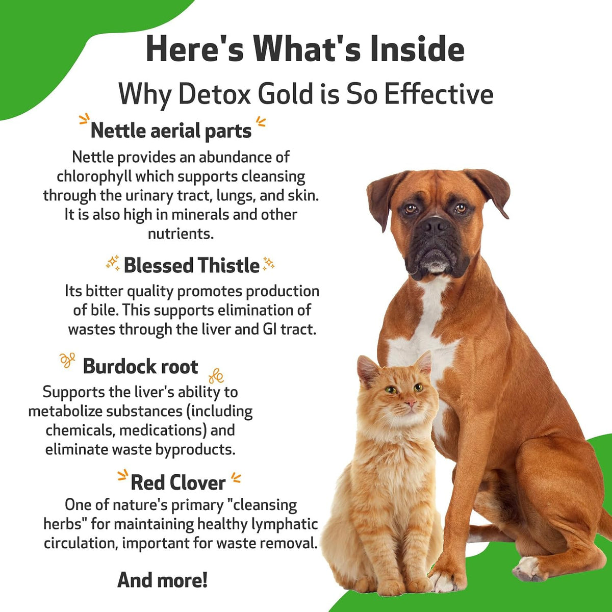 Pet Wellbeing Detox Gold for Dogs & Cats - Gentle Detoxification & Elimination Support, Immune System Care, Nettle, Blessed Thistle - Veterinarian-Formulated Herbal Supplement, 118 ml - görsel 6