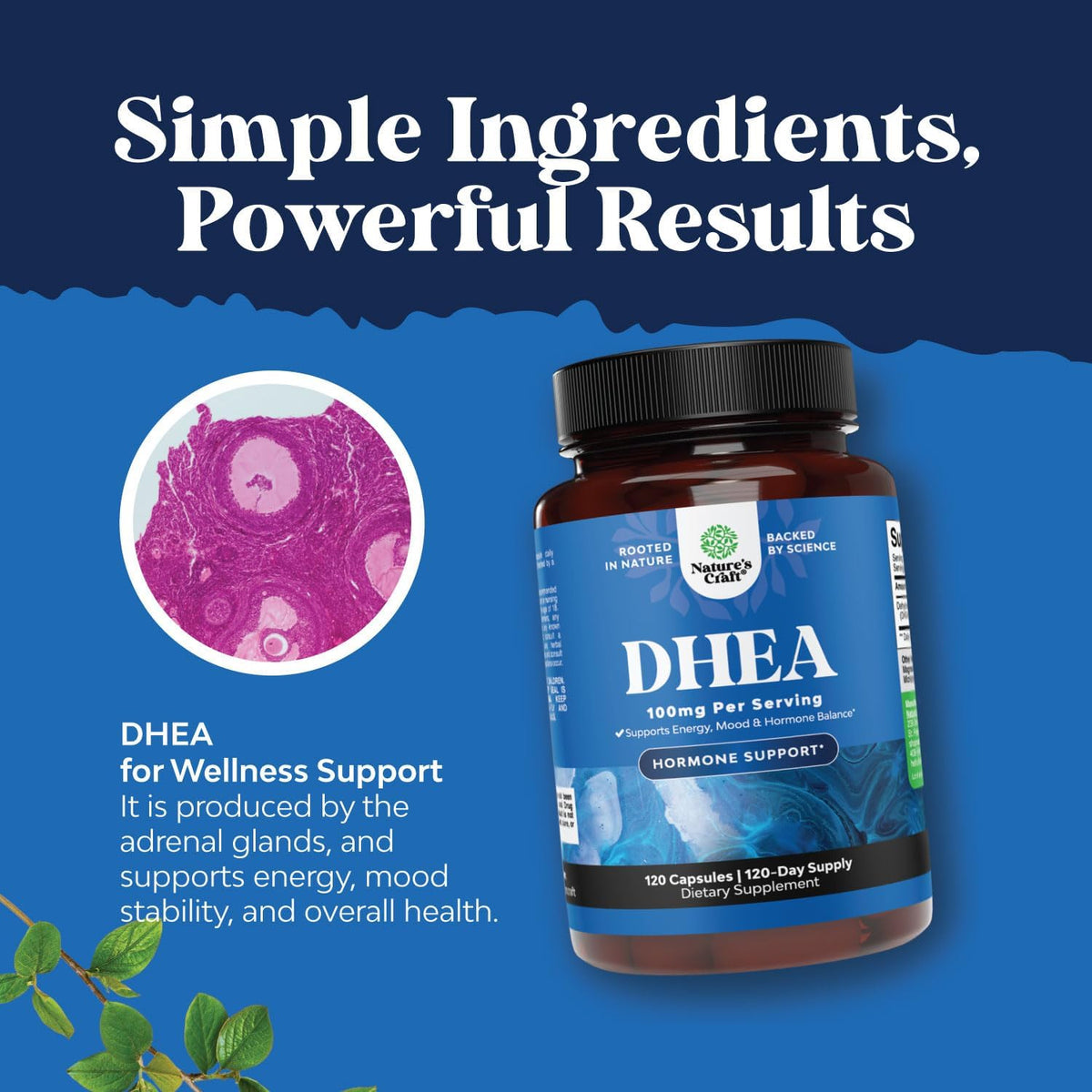 Natures Craft DHEA 100mg Capsules for Men and Women - Vegan High Strength - 120 Capsules - görsel 3