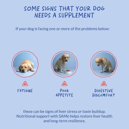 SAMe for Dogs 90 Soft Chews - Liver, Brain & Cognitive Support | S-Adenosyl-L-Methionine in 90 soft chews. Promotes liver function, cognitive support & mood balance for dogs.