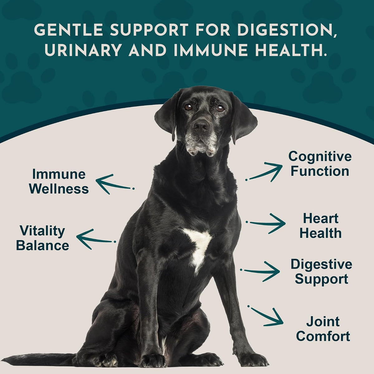 Animal Essentials Senior Support for Dogs & Cats Supplement - Milk Thistle & Herbal Blend, 30 ml - görsel 3