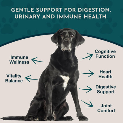 Animal Essentials Senior Support for Dogs & Cats Supplement - Milk Thistle & Herbal Blend, 30 ml