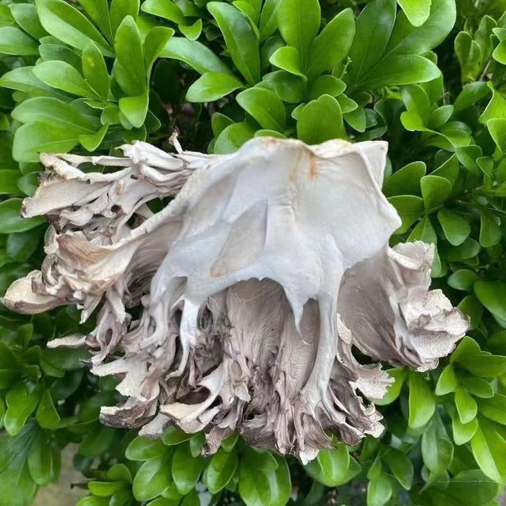 Maitake Mushroom Huishuhua (250g) - görsel 4
