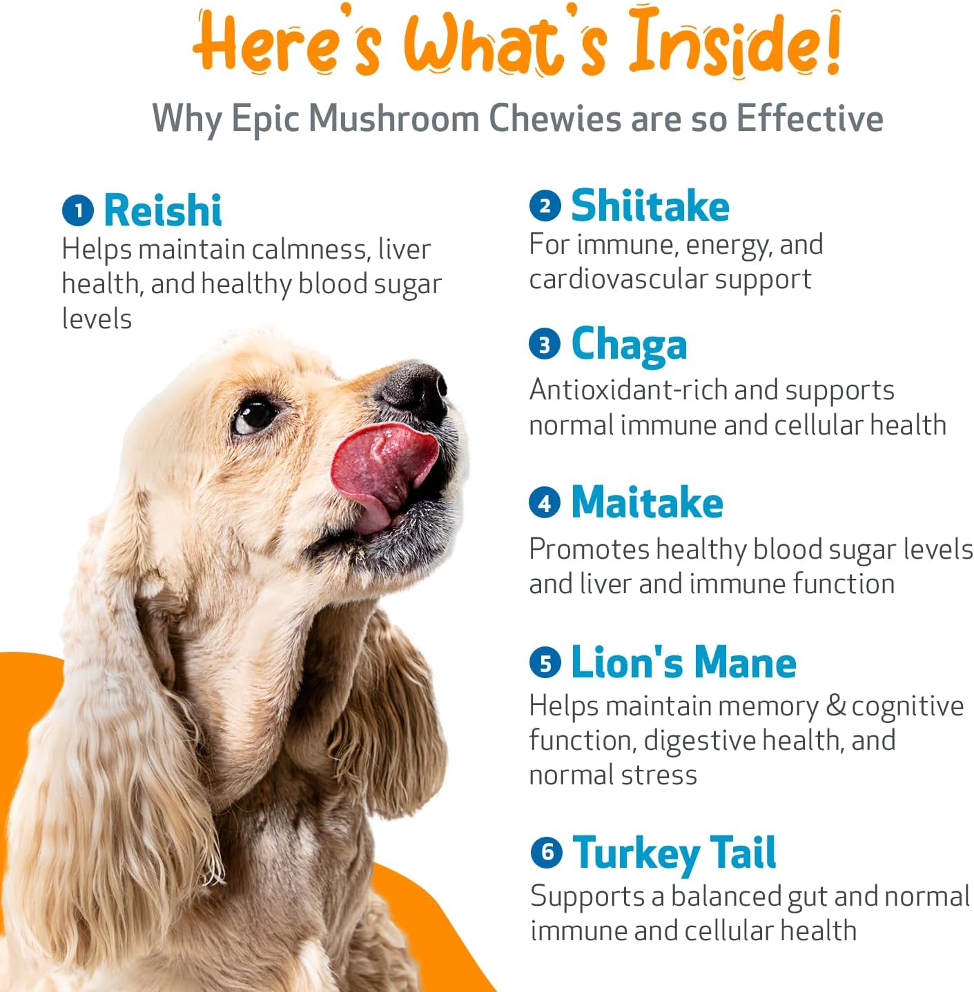 Pet Wellbeing Epic Mushroom Chewies for Dogs – Immune Support, Cognitive Health, Adaptogenic Stress Support with Reishi, Chaga, Lion's Mane Functional Mushrooms – Vet-Formulated 90 Soft Chews - görsel 5