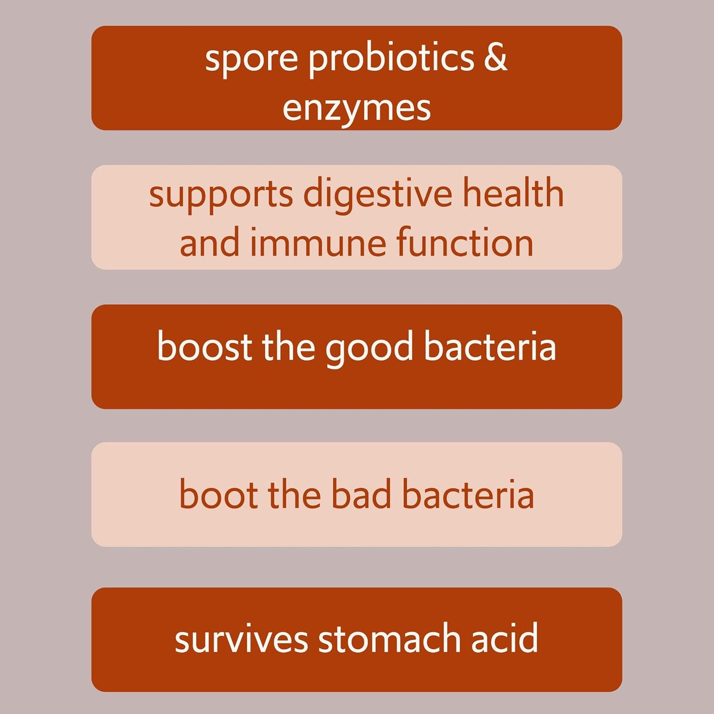 Bacillus B3 Spore-Based Probiotic + Enzymes for Gut Health & Microbiome Support, Shelf-Stable Daily Probiotic with Bacillus Coagulans, Bacillus Subtilis & Bacillus Clausii, 60 Capsules - görsel 5