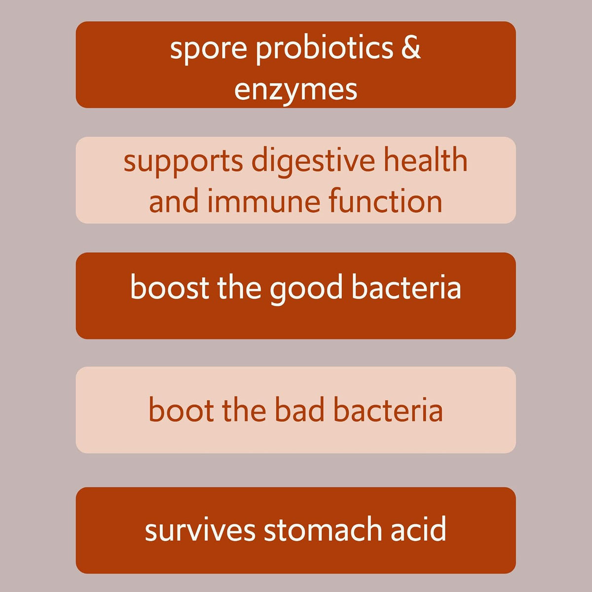 Bacillus B3 Spore-Based Probiotic + Enzymes for Gut Health & Microbiome Support, Shelf-Stable Daily Probiotic with Bacillus Coagulans, Bacillus Subtilis & Bacillus Clausii, 60 Capsules - görsel 5