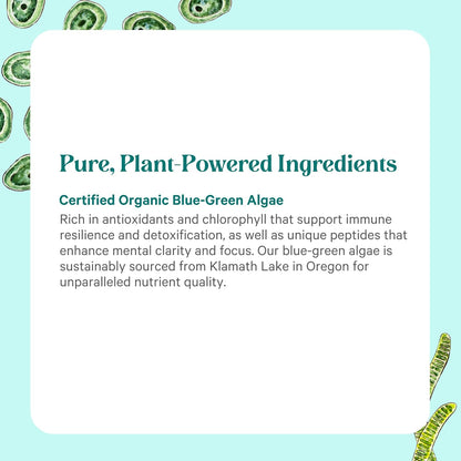 PURE SYNERGY Blue-Green Algae Powder – Organic Superfood with Chlorophyll, 91g