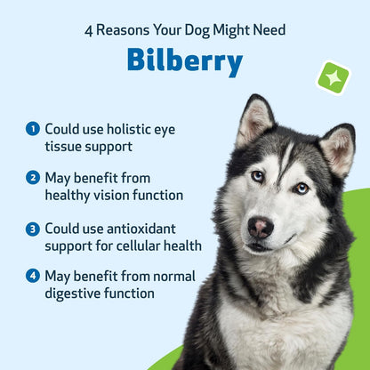 Pet Wellbeing Bilberry for Dogs - Eye & Vision Support - 60 ml Liquid