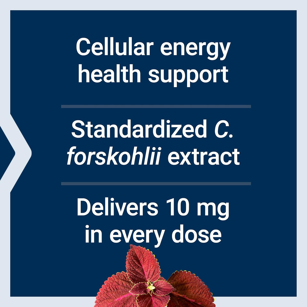 Life Extension Forskolin 10 mg, Standardised Coleus Forskohlii Extract, 60 Capsules - görsel 4