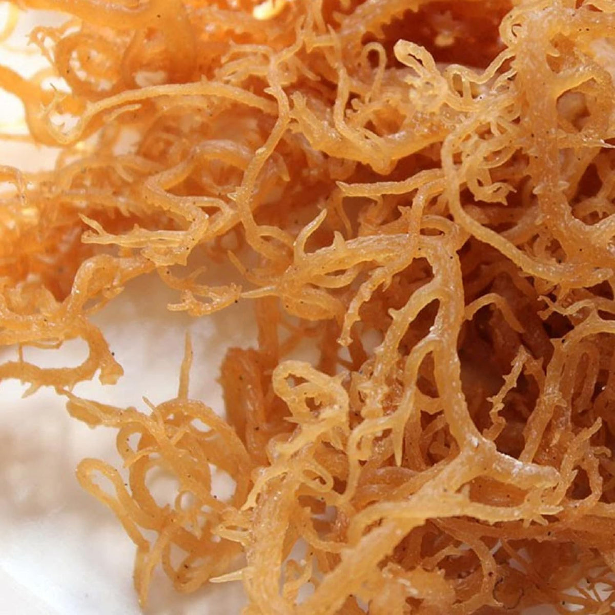 HalalEveryDay Wildcrafted Irish Sea Moss - 100% Pure All Natural, Golden, 113g - görsel 2