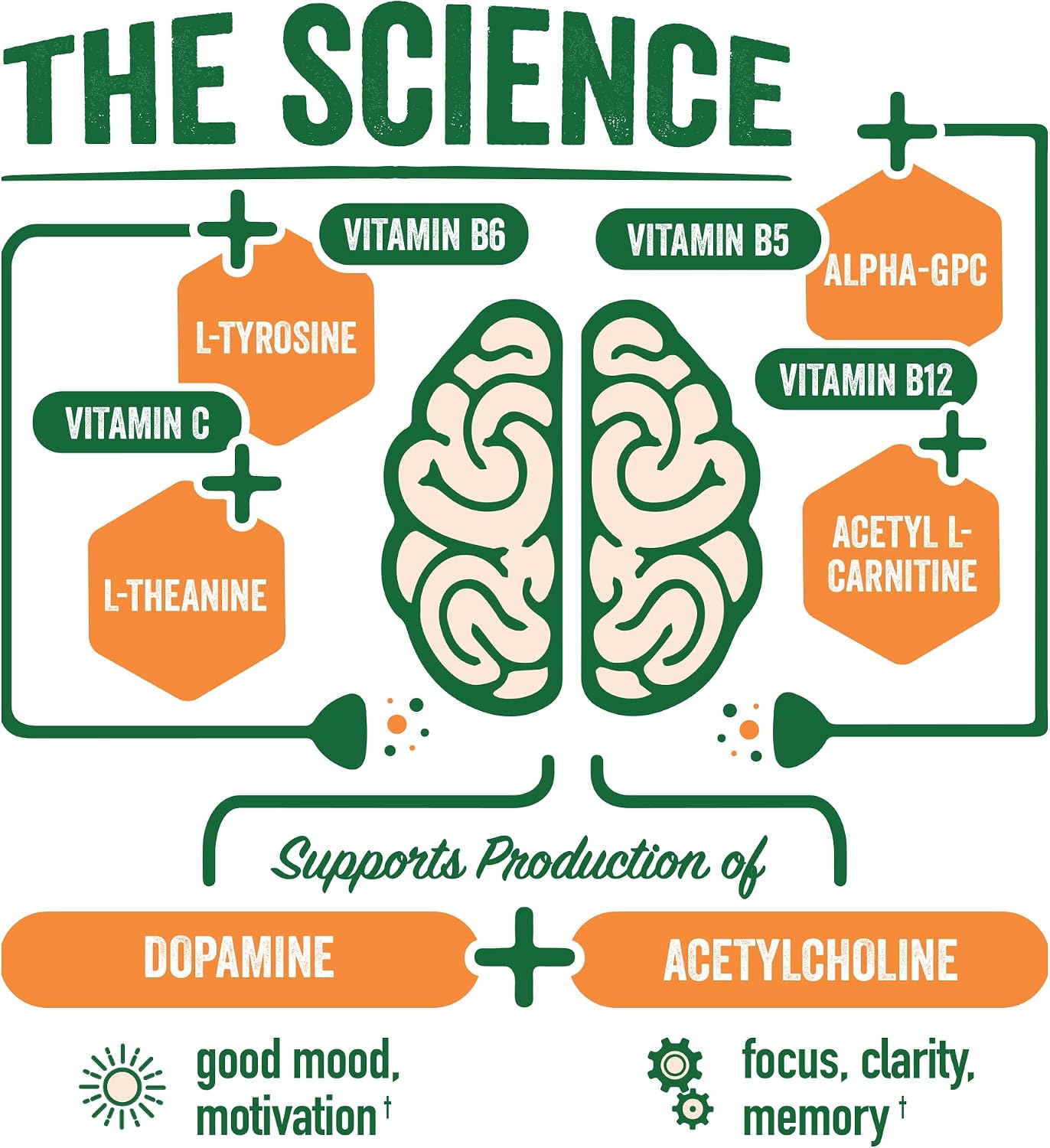 BrainJuice Nootropics Brain Support Supplement – Active Pomegranate Acai (15 Servings) - görsel 4
