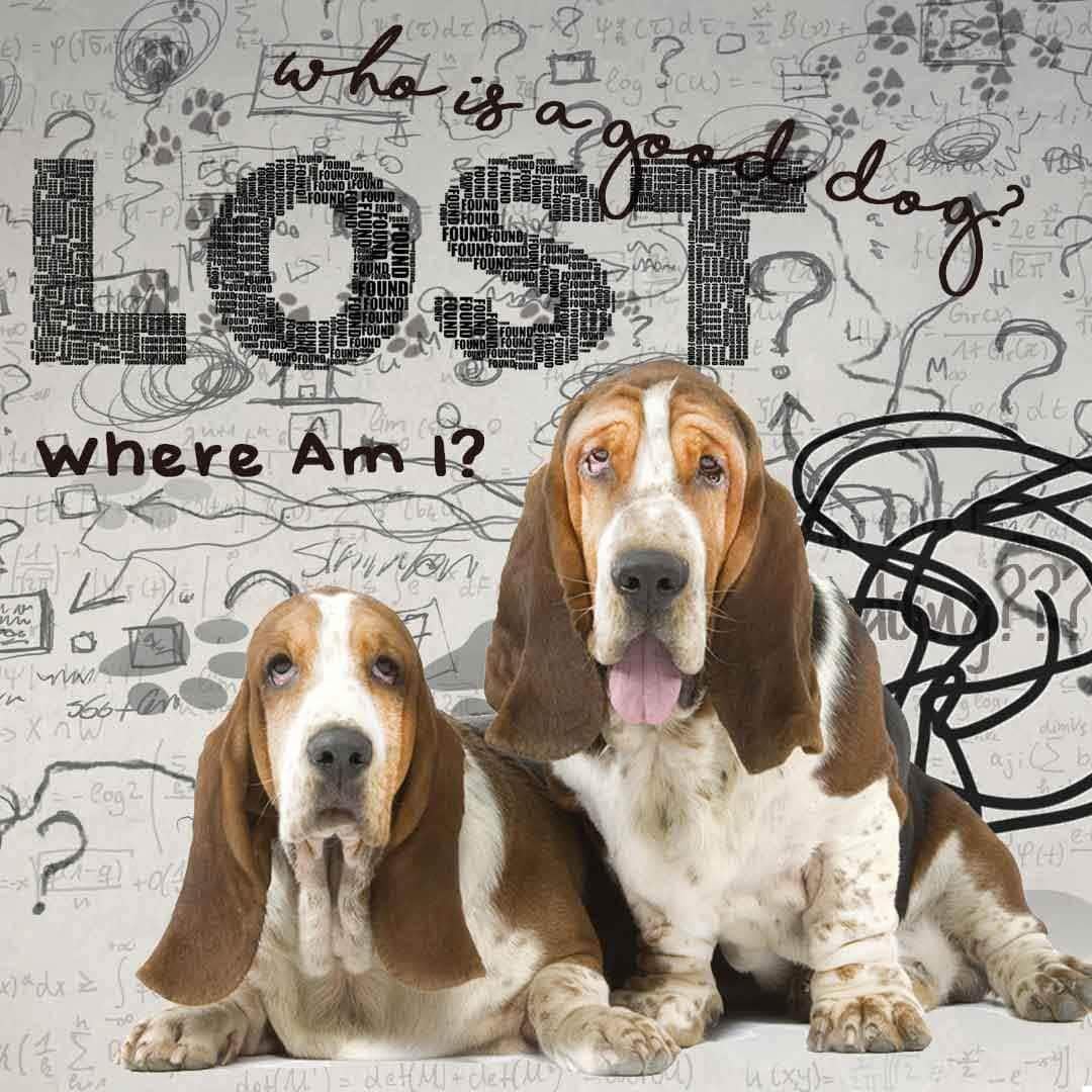 The Blissful Dog Basset Hound Age Well Spray Aromatherapy - görsel 5