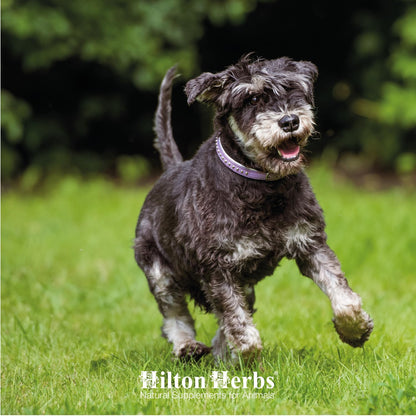 Hilton Herbs Canine Veteran Gold – 16 oz