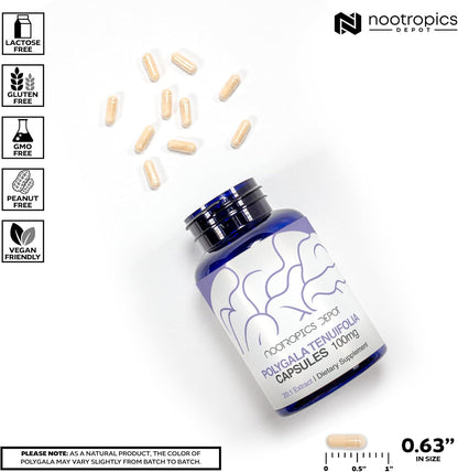 Nootropics Depot Polygala Tenuifolia Capsules | 100mg | 90 Capsules | 20:1 Extract | Yuan Zhi | Supports Cognitive Function, Learning and Memory | Helps Maintain Healthy Stress Levels | Adaptogen Supplement