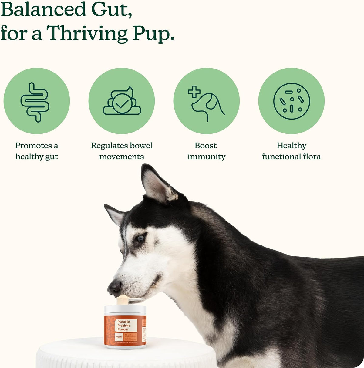 Reggie Pumpkin Probiotic Powder for Dogs - 7-Strain Probiotics + Pumpkin for Gut Health, Digestion & Stool Consistency | Natural Dog Digestive Supplement | Vet-Approved & Made in USA | 40 Scoops - görsel 2