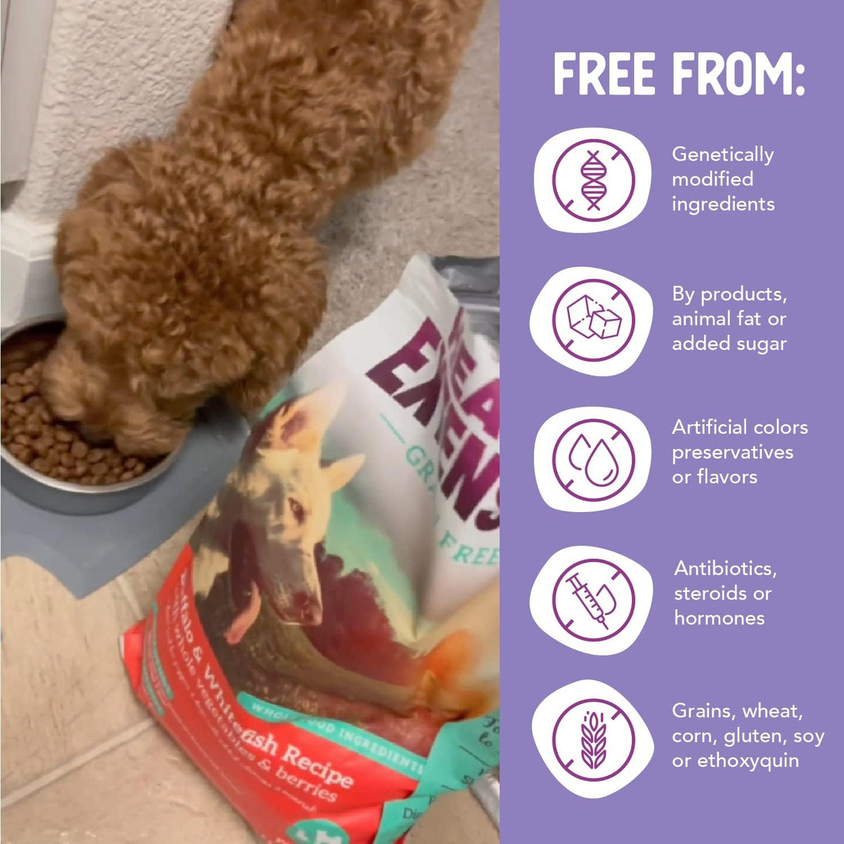 Health Extension Grain Free Buffalo & Whitefish Dry Dog Food - 30+ Superfoods and Probiotics for All Life Stages (4.5 kg) - görsel 7
