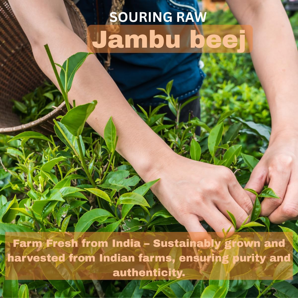 Morsan's Jambu Beej Capsules, Pack of 2 x 60 x 500 mg, Vegetarian Capsules, Pure and Natural - görsel 5