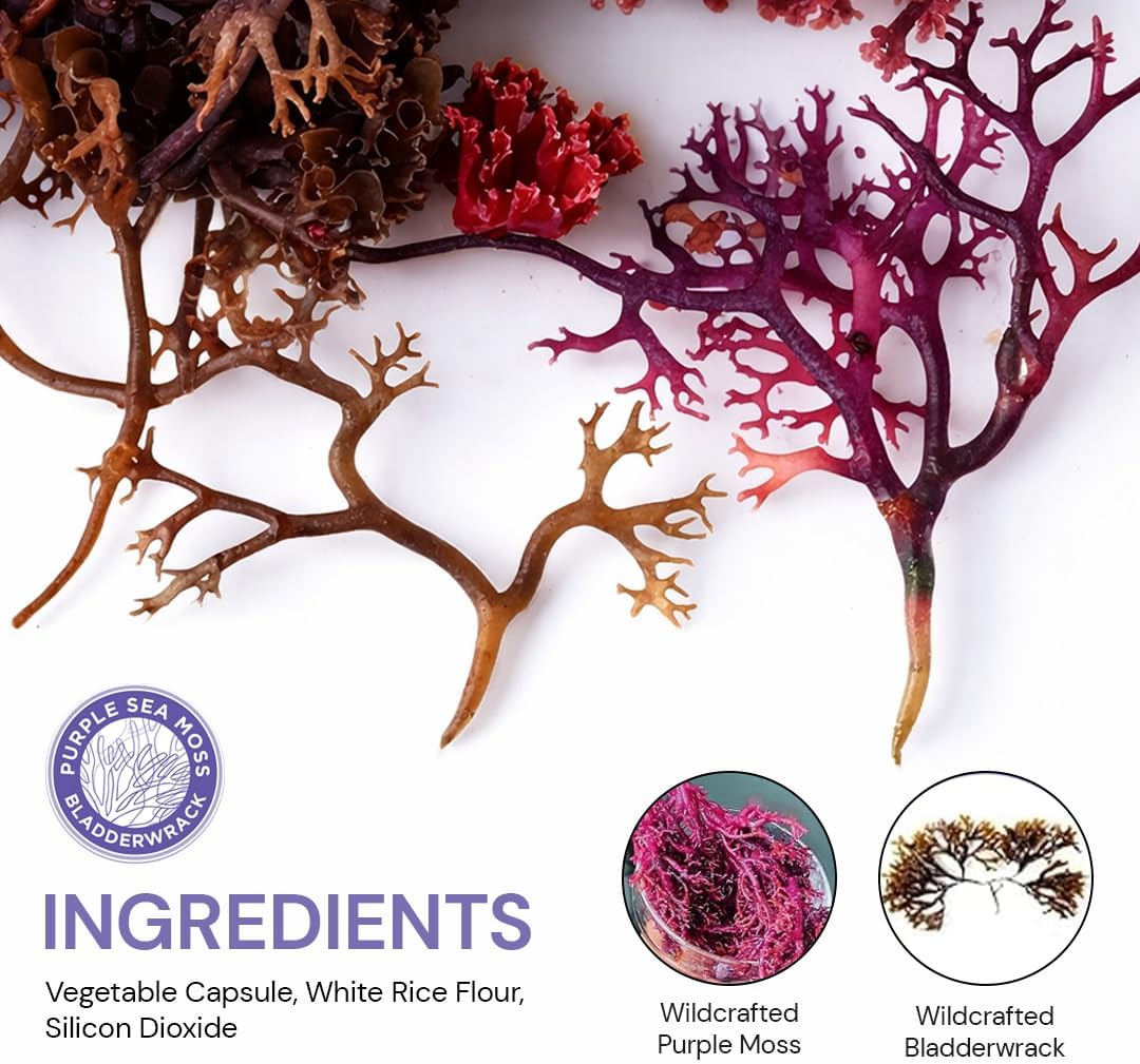 BocaHeal Purple Sea Moss + Bladderwrack Capsules, 2202mg, 60 Capsules - görsel 3