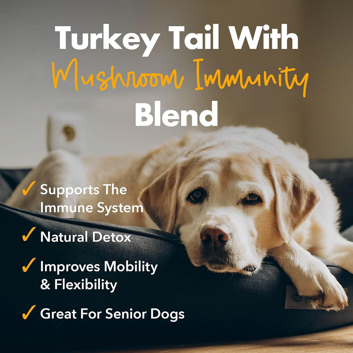 iHeartDogs Turkey Tail Mushroom for Dogs with Bone Broth and 6 Mushroom Blend Powder - görsel 2