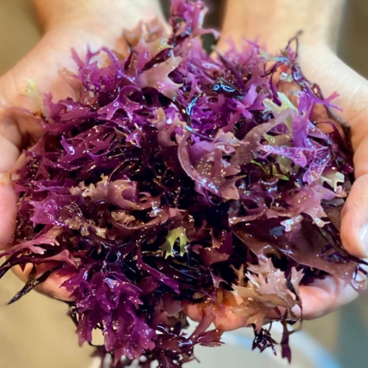Premium Chondrus Crispus (Irish Moss) – Sustainably Harvested Natural Superfood - görsel 1