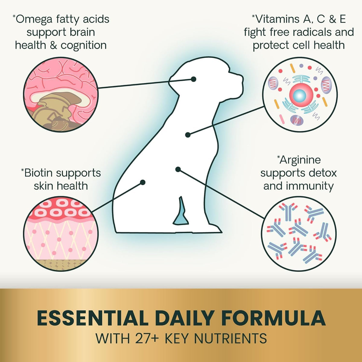 VetriScience Canine Plus Daily Multivitamin – B-Complex Vitamins – Involved in energy metabolism, these vitamins – Image 4