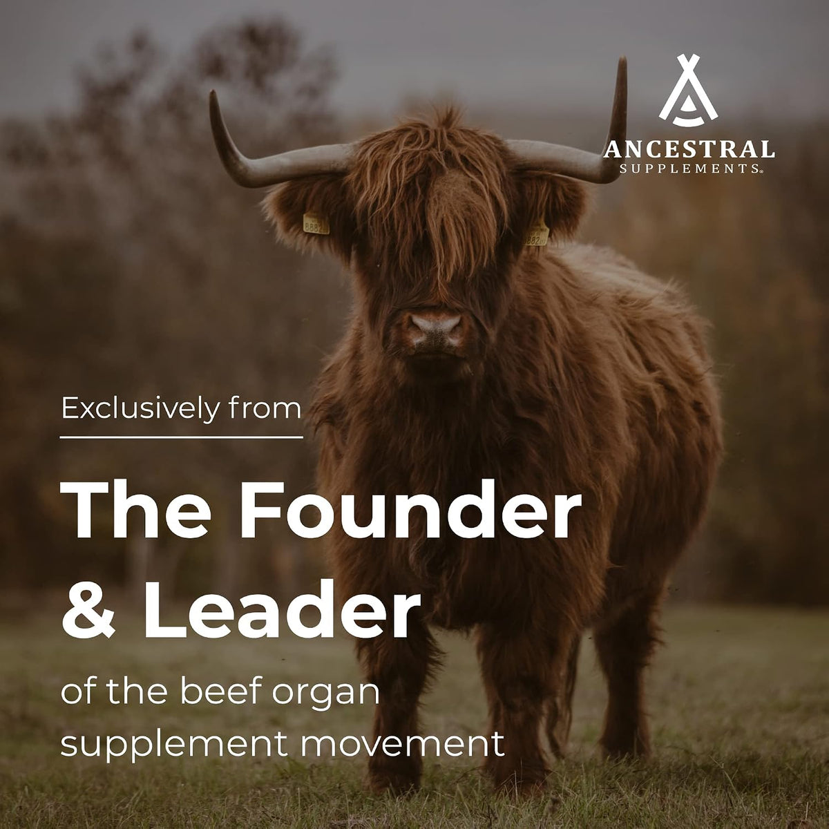 Ancestral Supplements Grass Fed Beef Brain Supplement with Beef Liver, 180 Capsules - görsel 3