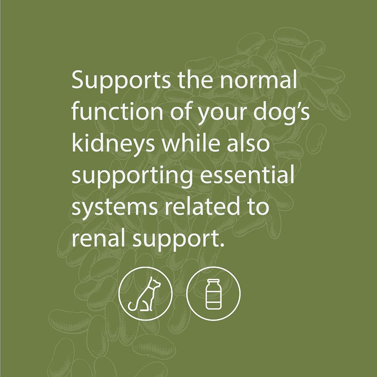 Standard Process Canine Renal Support – Dog Supplement for Kidney, Liver & Heart Health, 110 g Powder - görsel 3