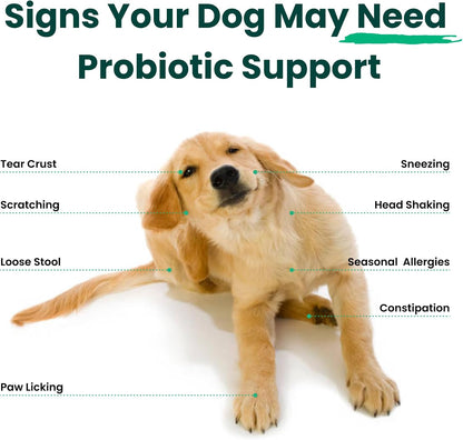 Paw Balance Dog Probiotics and Multivitamin Chews – Digestive Health, Immune Support, Seasonal Sensitivity Relief, 60 Soft Chews