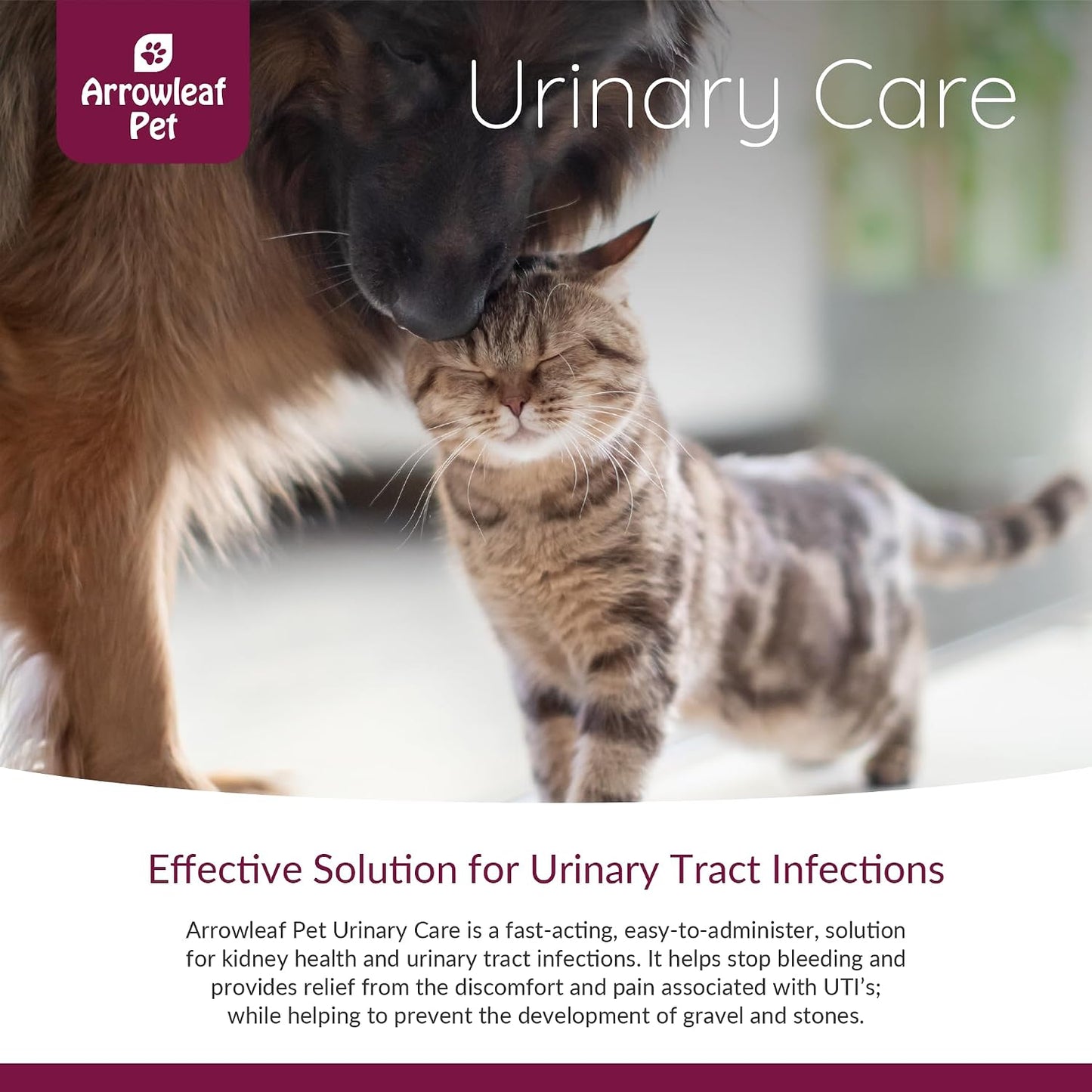 Arrowleaf Pet Urinary Care for Cats and Dogs - Herbal Tincture for Urinary Tract Support, 100mL - görsel 2