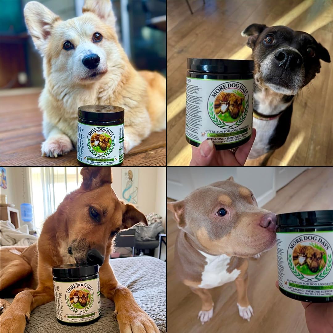 More Dog Days Anti-Ageing & Immune Support | Organic, Human-Grade Ingredients | Medicinal Plants & Mushroom Extracts | Omega 3s, Antioxidants, Probiotics, Vitamins & Minerals | Plant-Based & Vegan - görsel 3