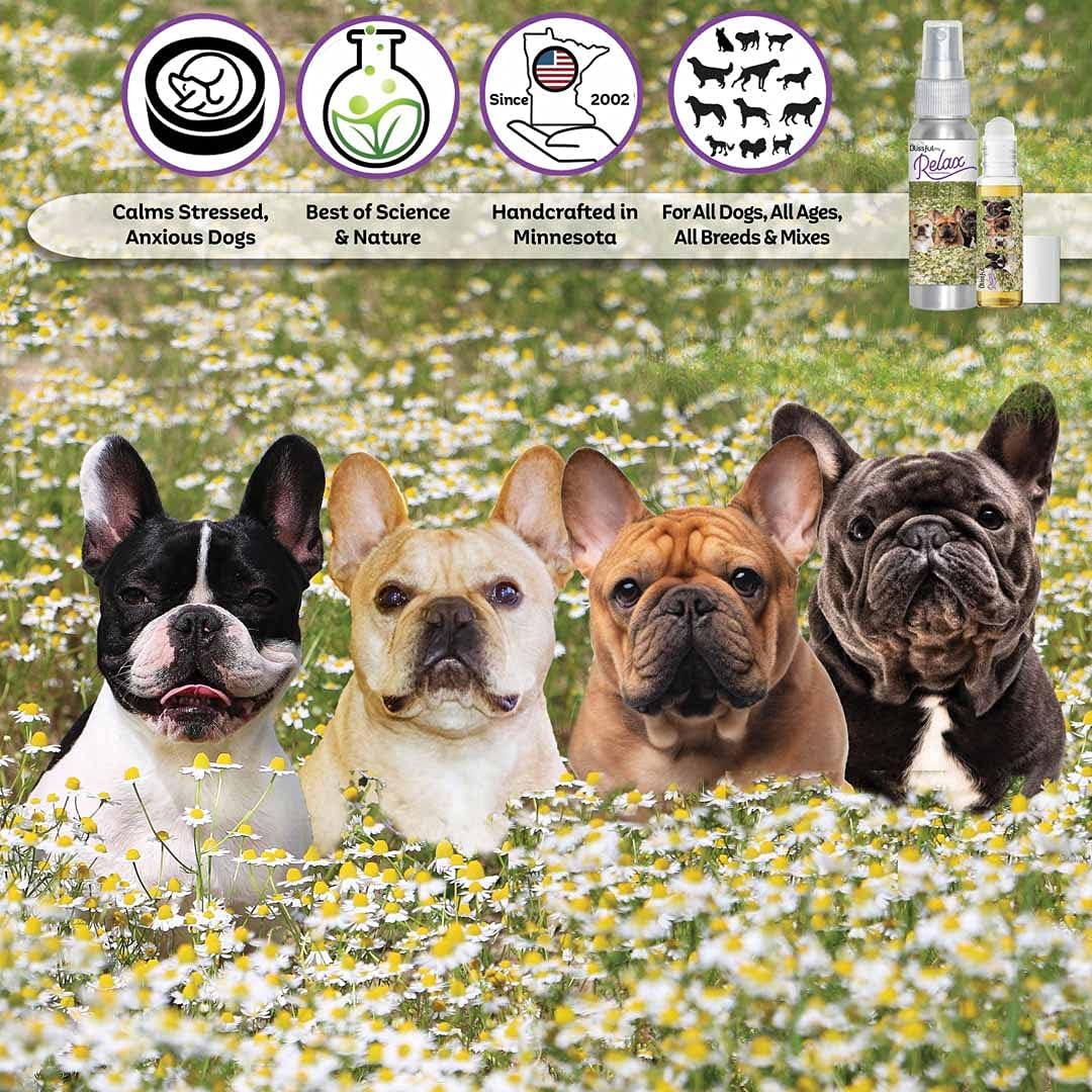 The Blissful Dog French Bulldog Relax Aromatherapy Spray - görsel 2