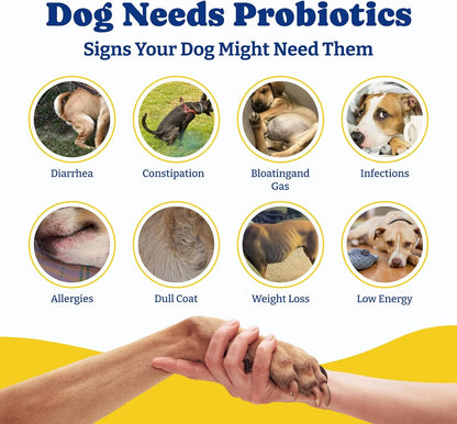 YoYoBay Probiotics for Dogs - 6 Billion CFUs, 180 Soft Chews, Salmon & Blueberry Flavour