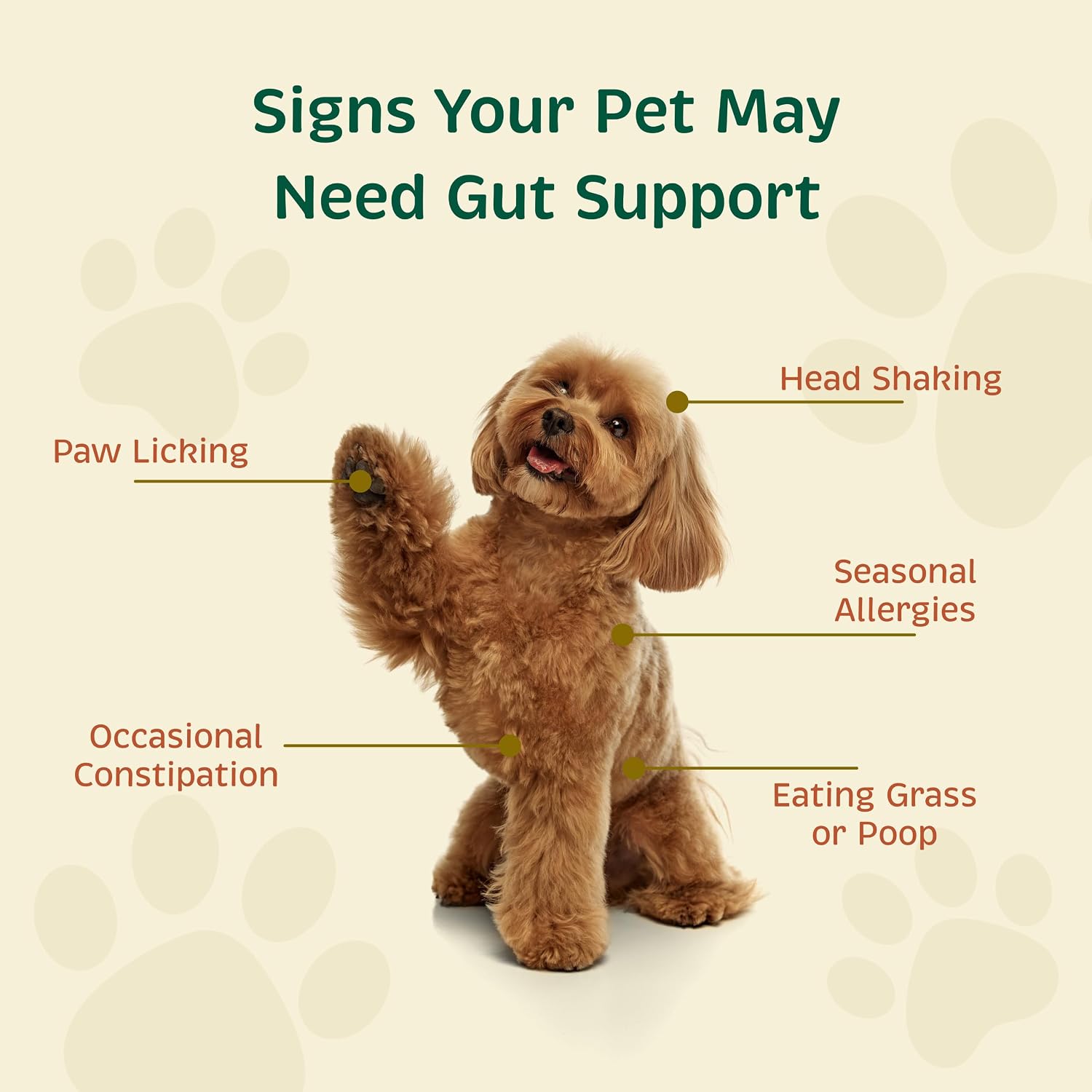 Spirited Paw Probiotic + Gut Health - Digestive & Immune Support for Dogs & Cats - Prebiotic, Probiotic & Postbiotic Pet Care Blend with Organic Buckwheat & Chicory Root Fibre - 90 Capsules - görsel 4