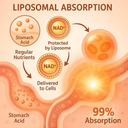 LIGUSTERI 1500 mg Liposomal NAD+ with TMG, 98%+ Absorption, 60 Softgels