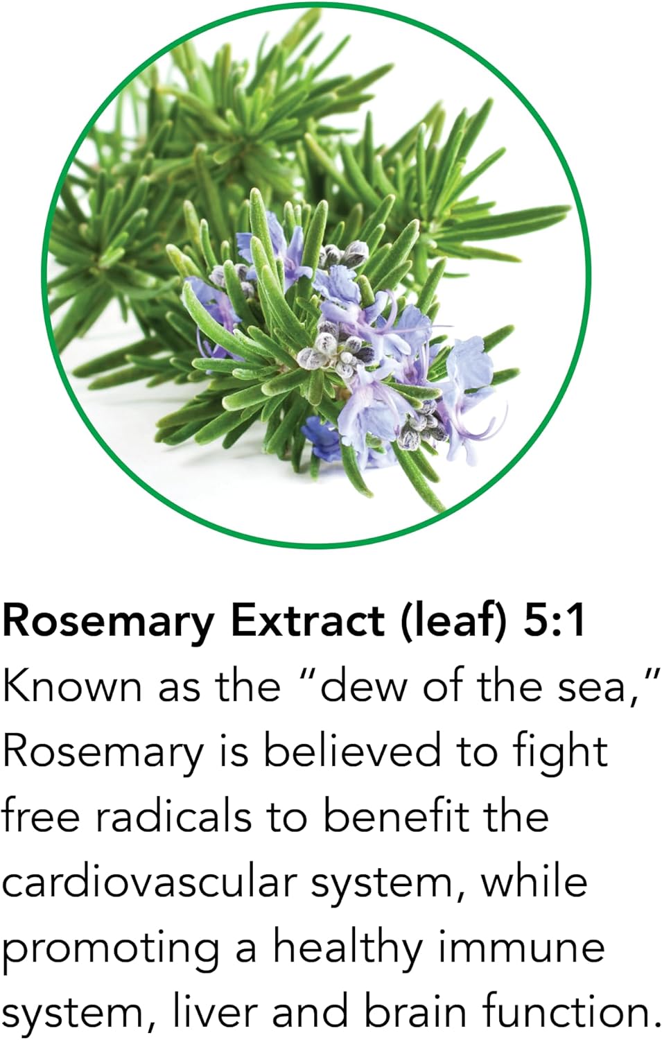 Botanic Choice Rosemary Leaf Liquid Extract – Alcohol-Free, Gluten-Free – Fast Acting Supplement Drops – 30 ml - görsel 4