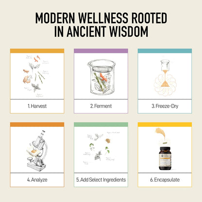 Living Alchemy Fermented Holy Basil with Lemon Balm - Vegan, Non-GMO - 60 Capsules