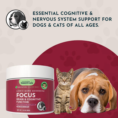 Focus Lion's Mane Mushroom Supplement for Dogs & Cats