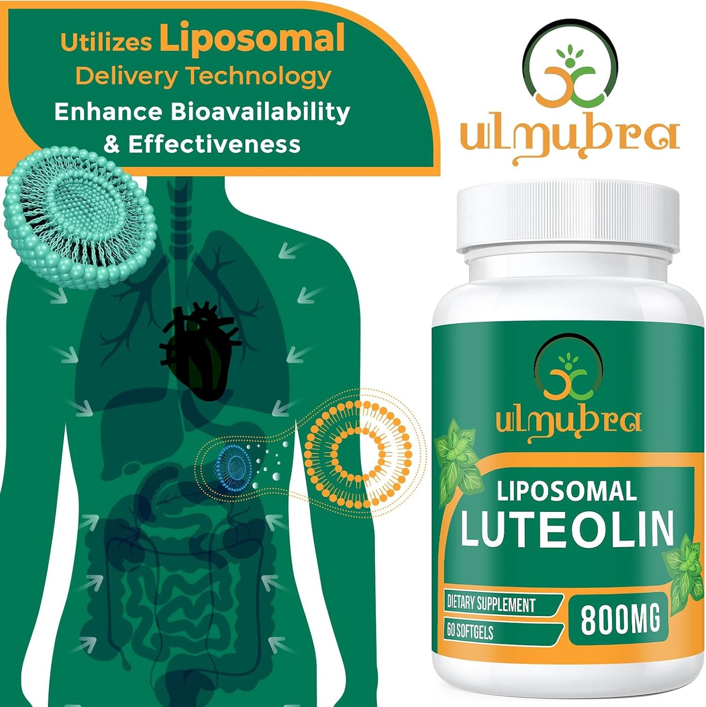 Ulmubra 800 MG Liposomal Luteolin Food Supplement - Enhanced Absorption, Premium Antioxidant for Brain & Overall Wellbeing, 60 Softgels - 30-Day Supply - görsel 3