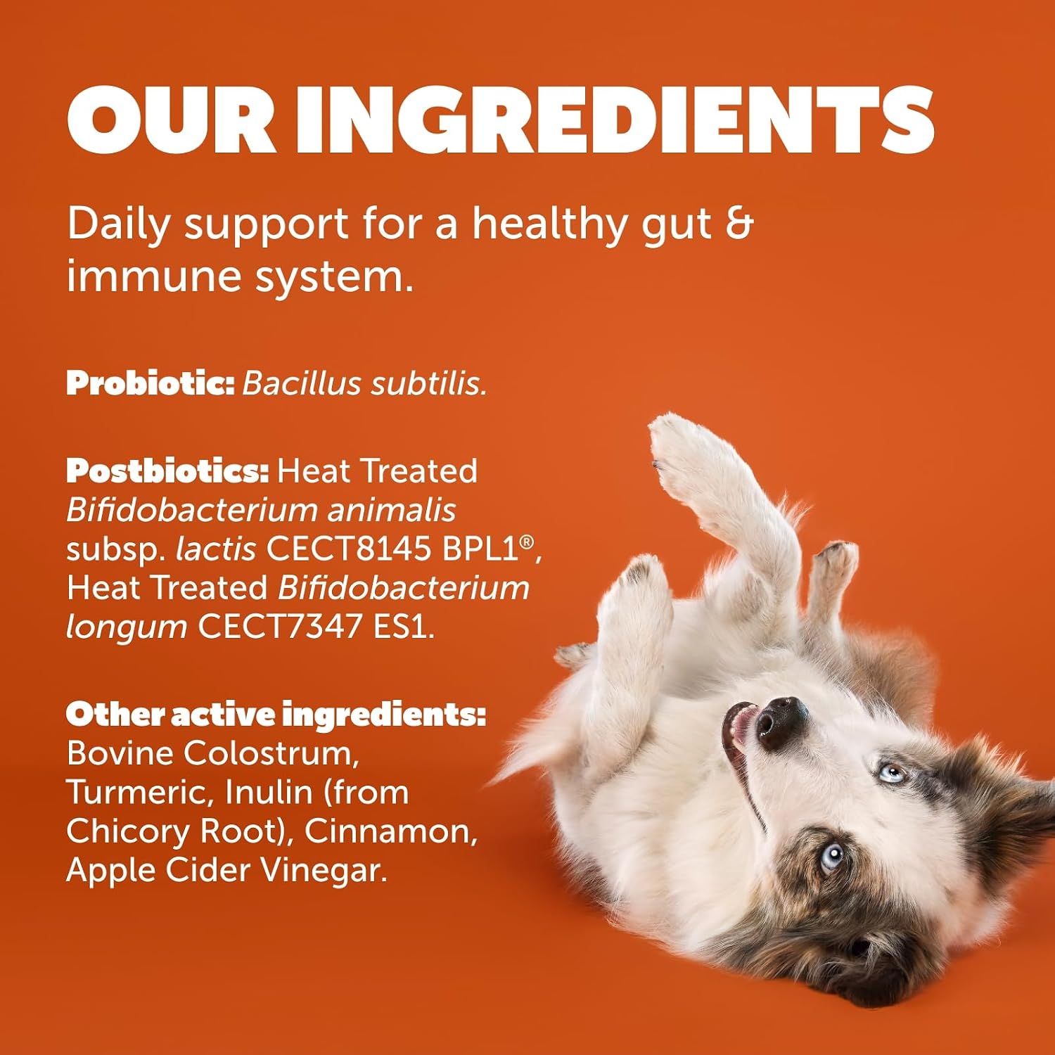 Protexin Daily Care Gut+ Immunity Dog Chews – Probiotics & Postbiotics, Turkey & Cranberry, 60 Count - görsel 8